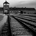 Portfolio Buchenwald